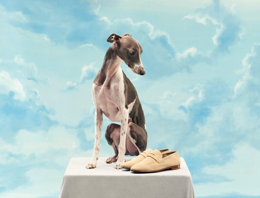 20191122_Harrys_Dogs38892_FFV01_WALTERS-2020