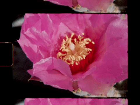 hollie_fernando___ella_v1360p-ezgif.com-video-to-gif-converter