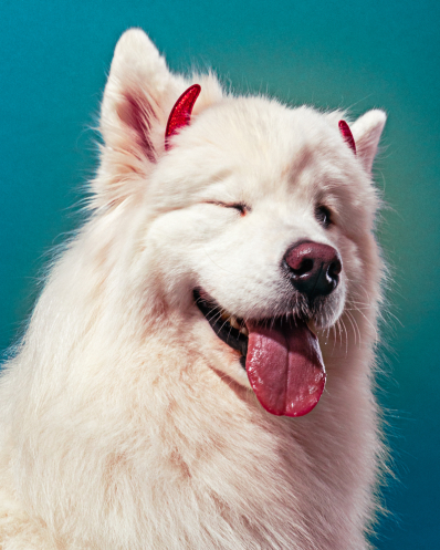 pets test lulu household-8840-Edit-sm