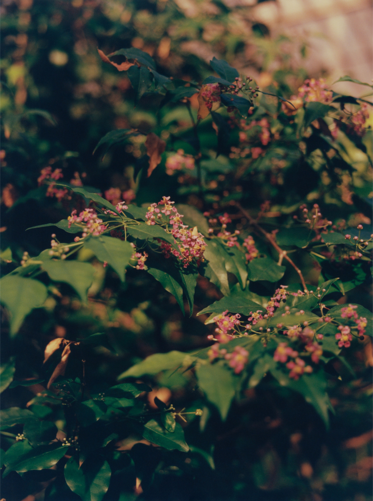 H.F_CLAIRE.FOY_02.26_01A