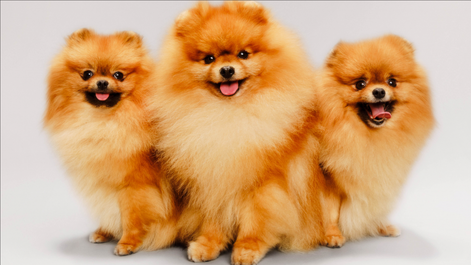 dogs joe – header img