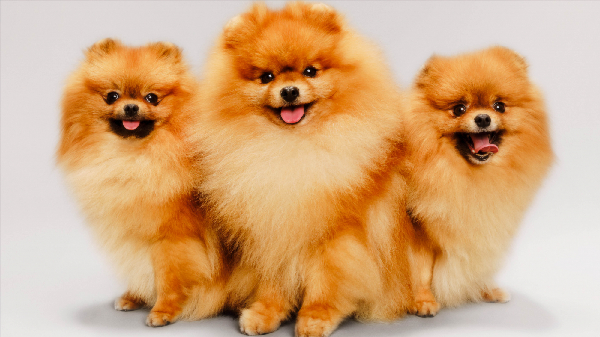 joe crufts header img